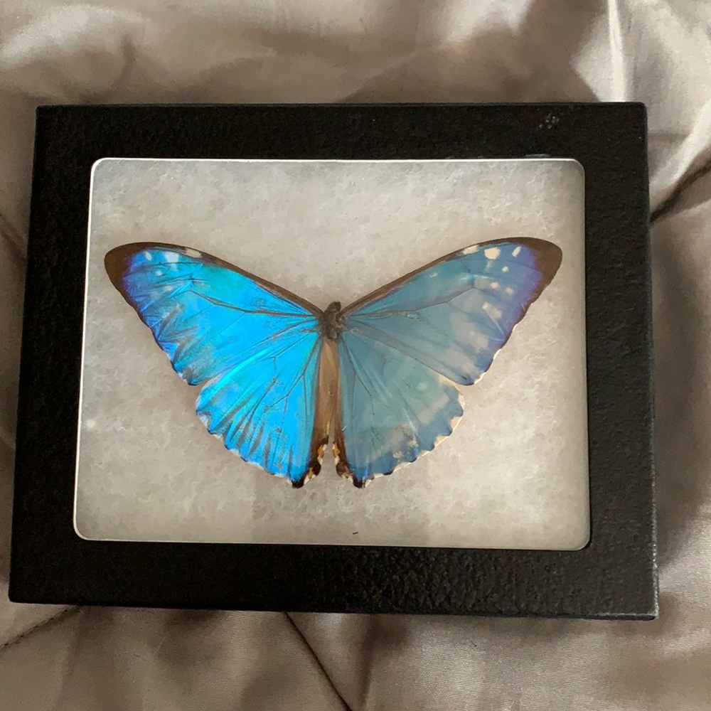Blue Butterfly